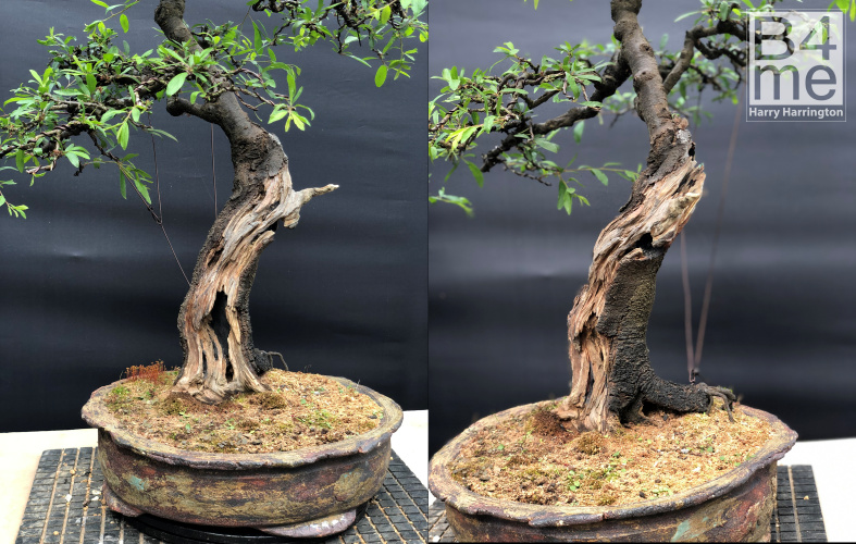 Blackthorn bonsai carving